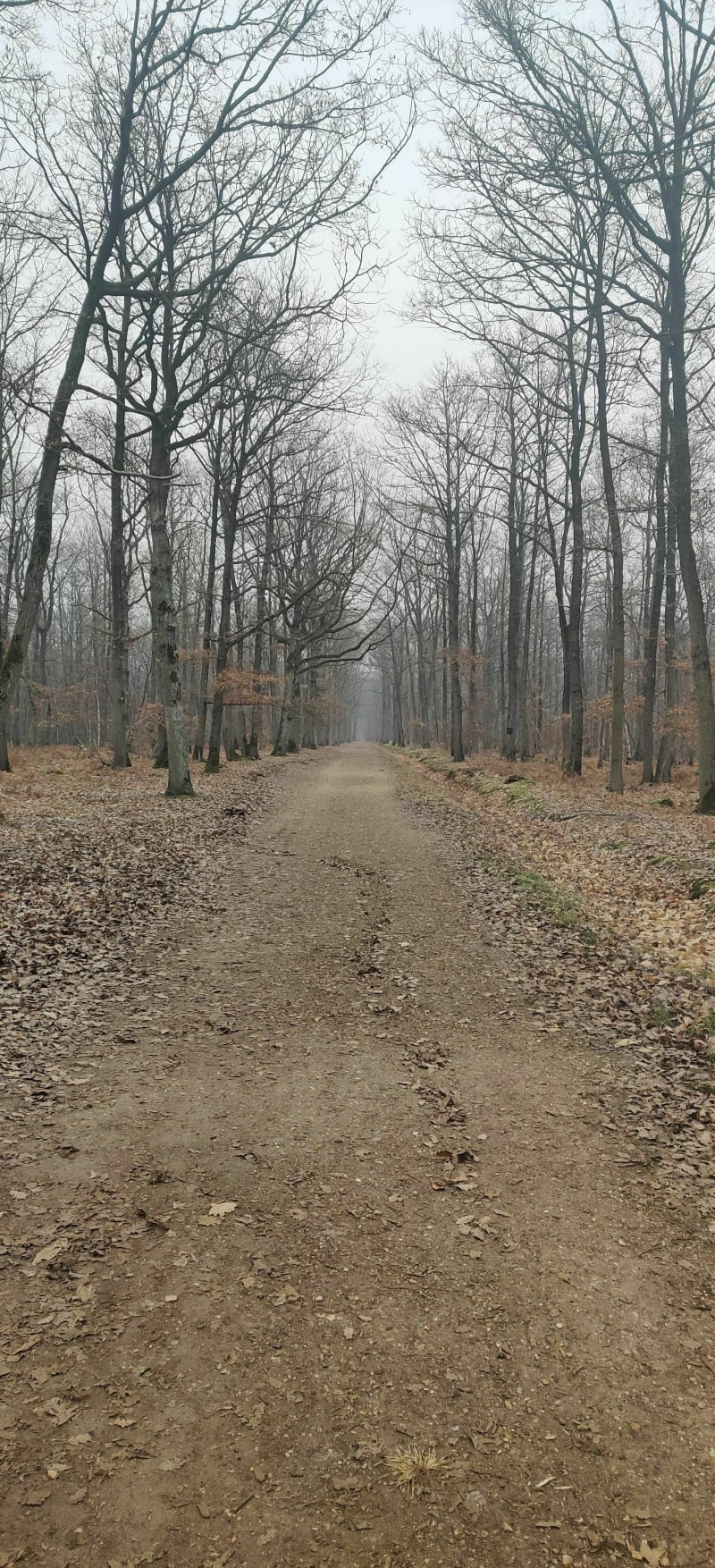 De 8 in het bos van Plaisir - Plaisir