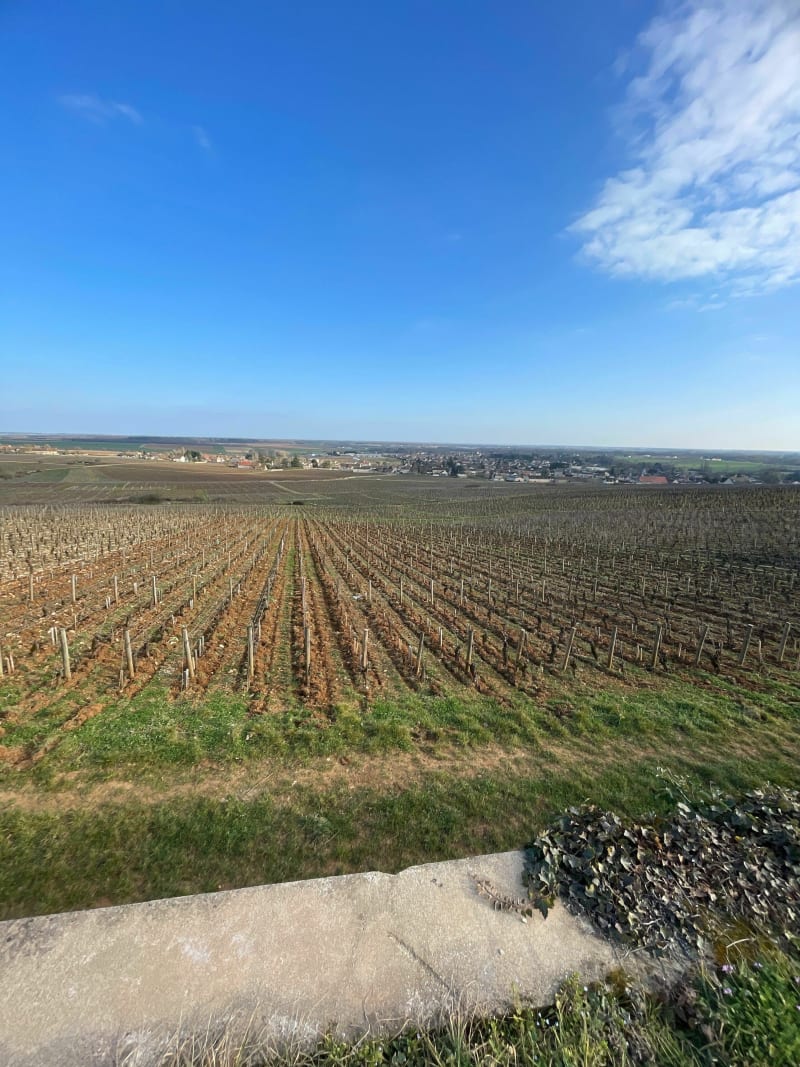 Dans les vignes de Corton - Ladoix-Serrigny