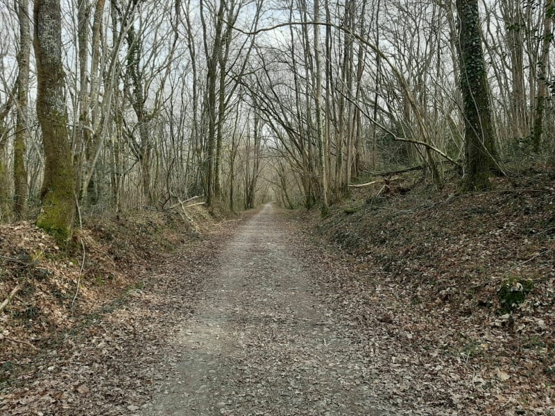Bois de Rieumes depuis le village - Rieumes