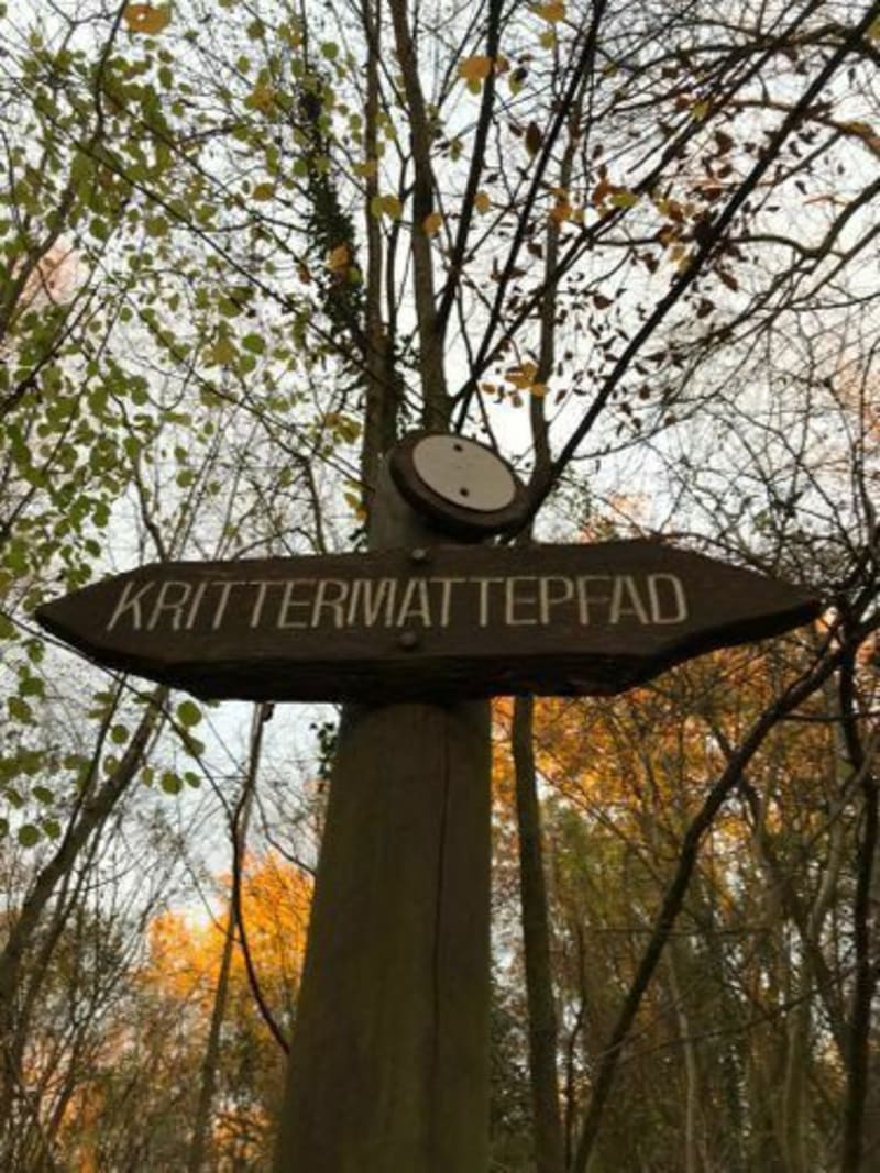 Balade dans la forêt du Neuhof Sentier botanique Krittermat - Strasbourg
