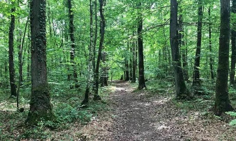 Balade discussion dans les Bois de Fau Timon et Bois Magneux - Boves