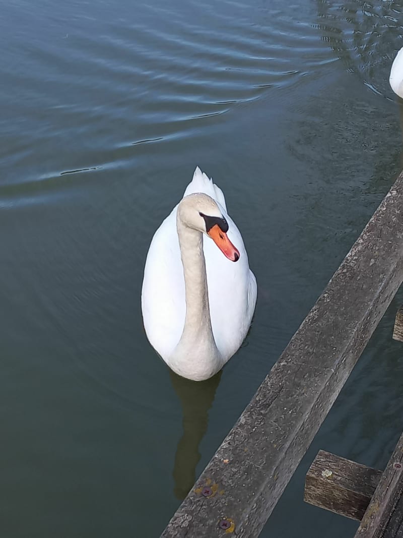 Canal et voie bleue à deux pas de Mâcon - Bâgé-Dommartin