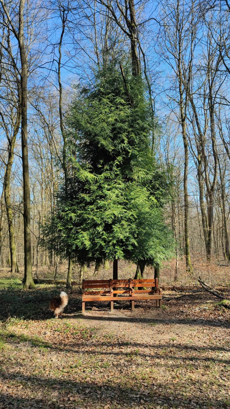 Balade paisible à la Londe et les Sapins Normands - La Londe
