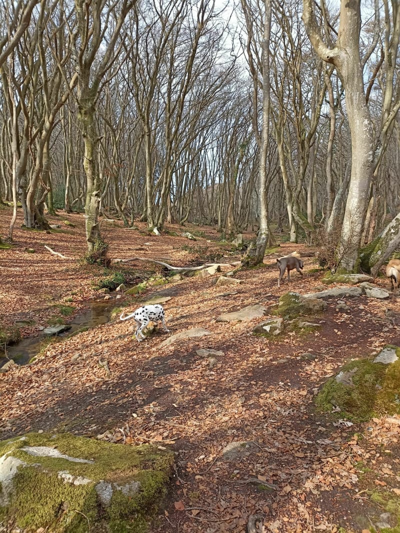 Belle balade dans le bois de Maupertus - Carneville