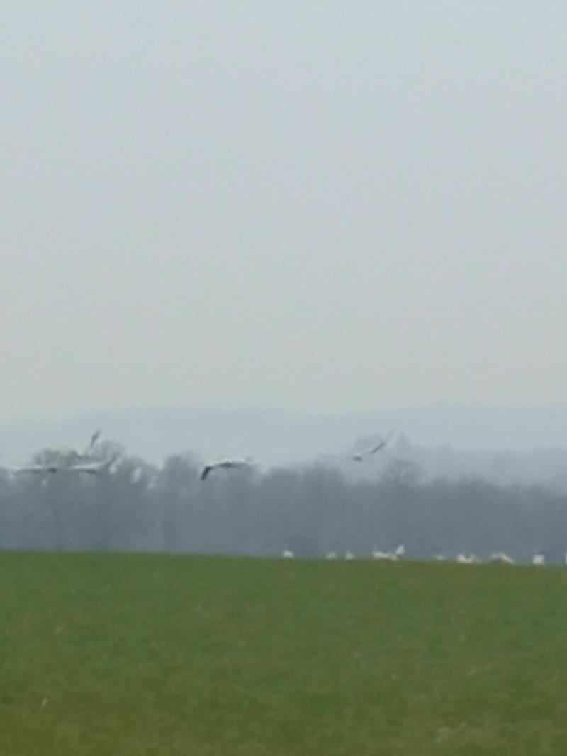 Le sentier des landes par Rouffignac - Javerdat