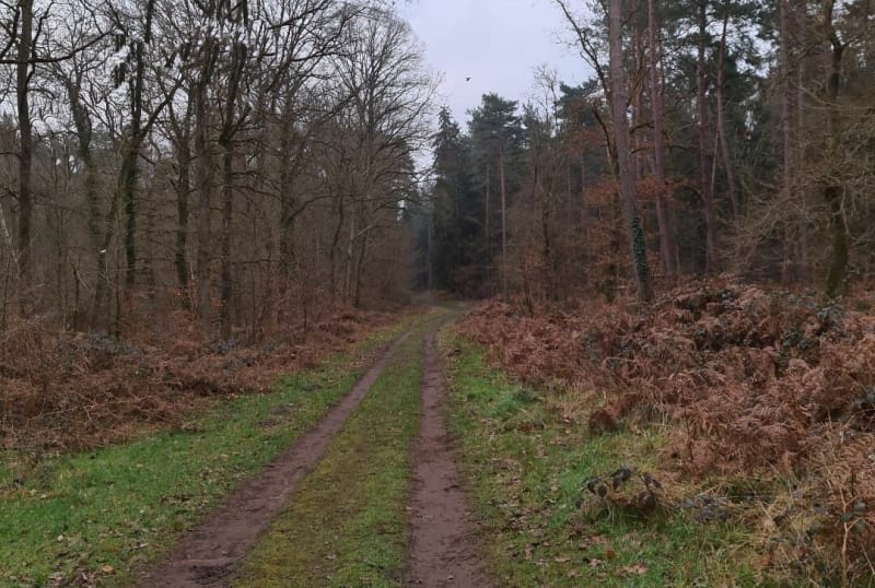 Petite randonnée dans la forêt de Lacroix saint ouen - La Croix-Saint-Ouen