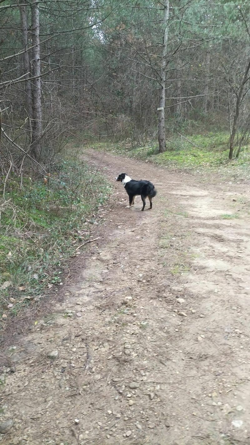 Les bois de Loriol au Briand - Loriol-sur-Drôme