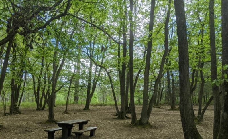Balade à la forêt de Laroche Turpin - Fontenay-lès-Briis