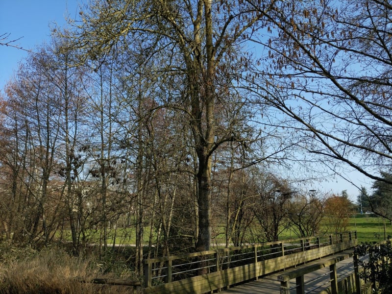 Promenade au parc de Moine - Cholet
