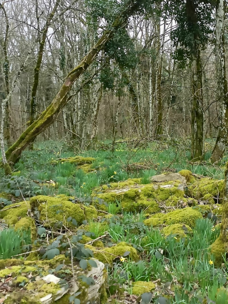 Randonnée des Jonquilles - Coligny