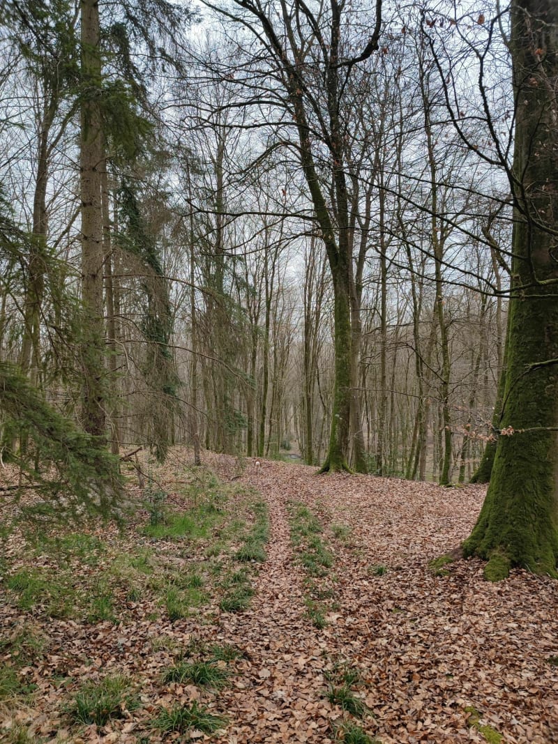 Une balade enchantée dans la forêt de la Londe-Rouvray - La Londe