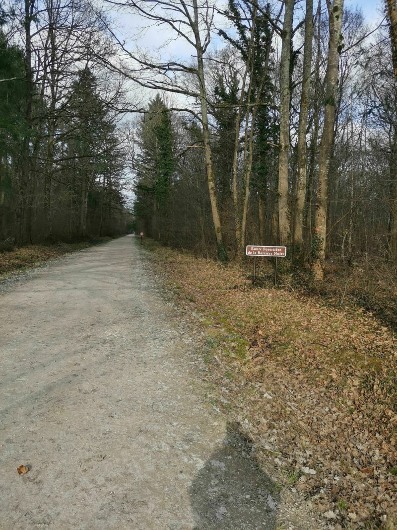 Balade en forêt de Gretz Armainvilliers- la Barrière noire - Gretz-Armainvilliers