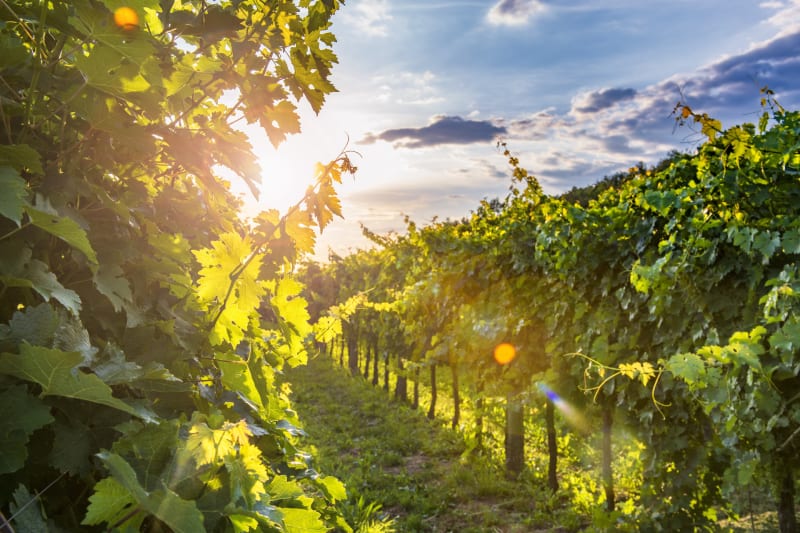De Fuissé au Mont Pouilly - Fuissé