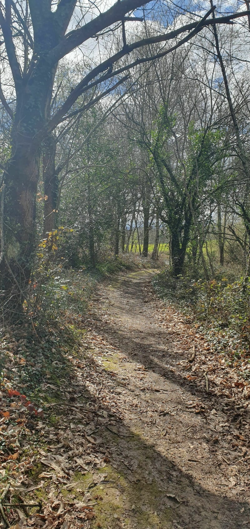 Balade dans la forêt de Buros - Buros