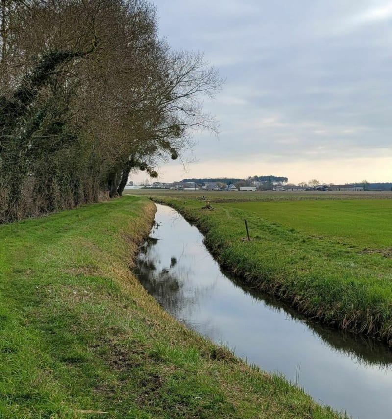 Les marais aux Contrevents verts - Les Bois d'Anjou