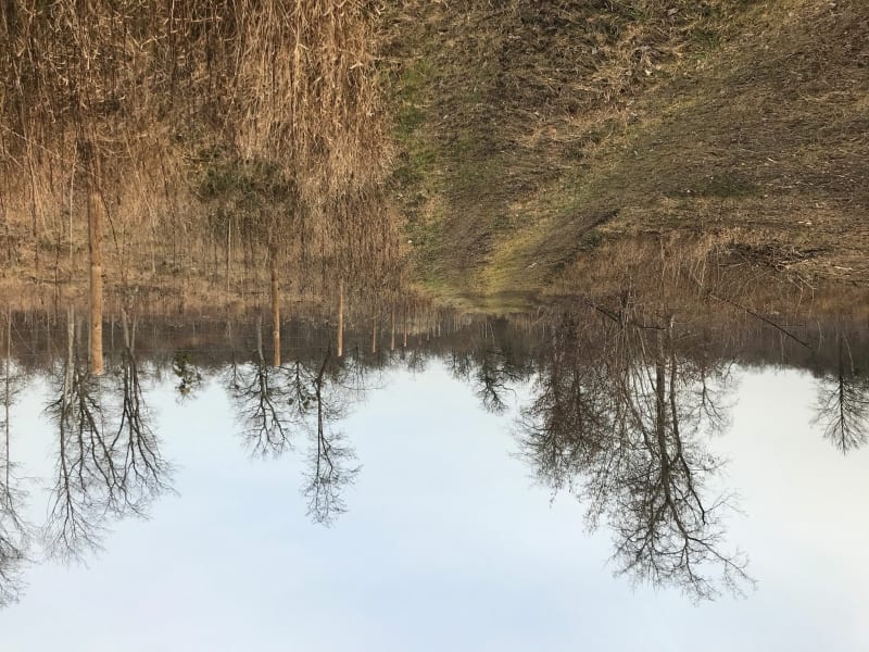 Forêt Kilstett - Kilstett
