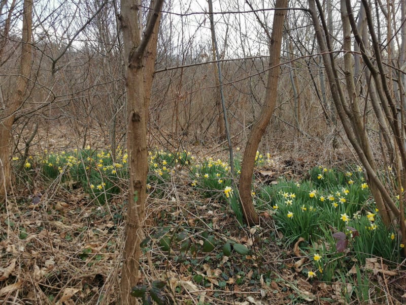 Balade dans les bois de Marcollin - Marcollin