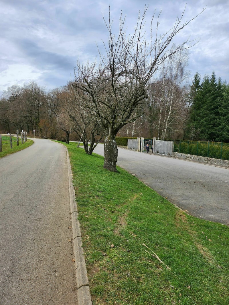 Balade dans la forêt de Selomont - Hussigny-Godbrange