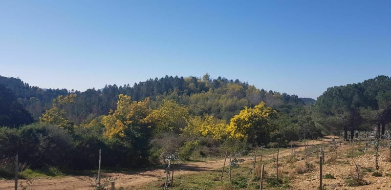 Les crètes de Tanneron - Tanneron