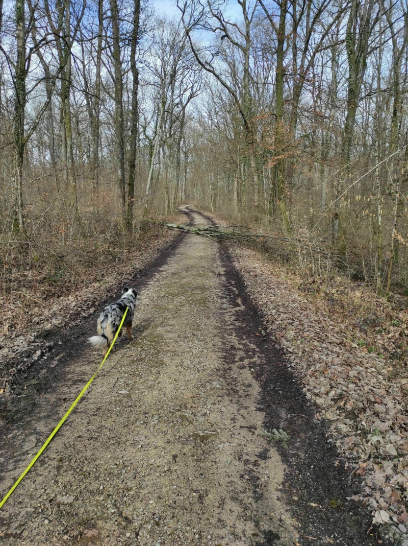 Balade autour du Golf de Vittel - Vittel