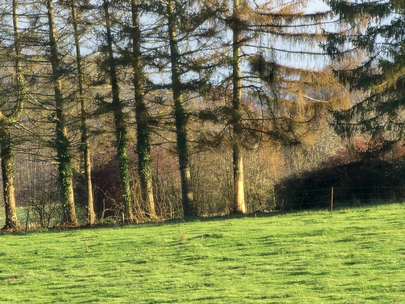 Balade à l'étang de Vaux depuis Damloup - Damloup