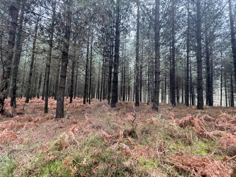 Grand tour en petite Charnie - Saint-Symphorien