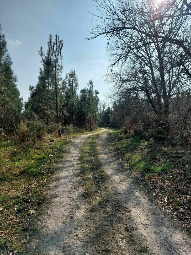 Balade en forêt par Villenave, avec sentier botanique du Bès - Villenave