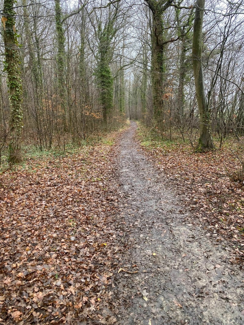Forêt de Nieppe - Morbecque