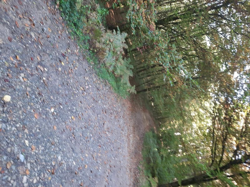 Wandeling in het bos rondom Roppe - Roppe