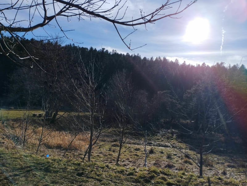Ballade dans les bois au Bessat - Le Bessat