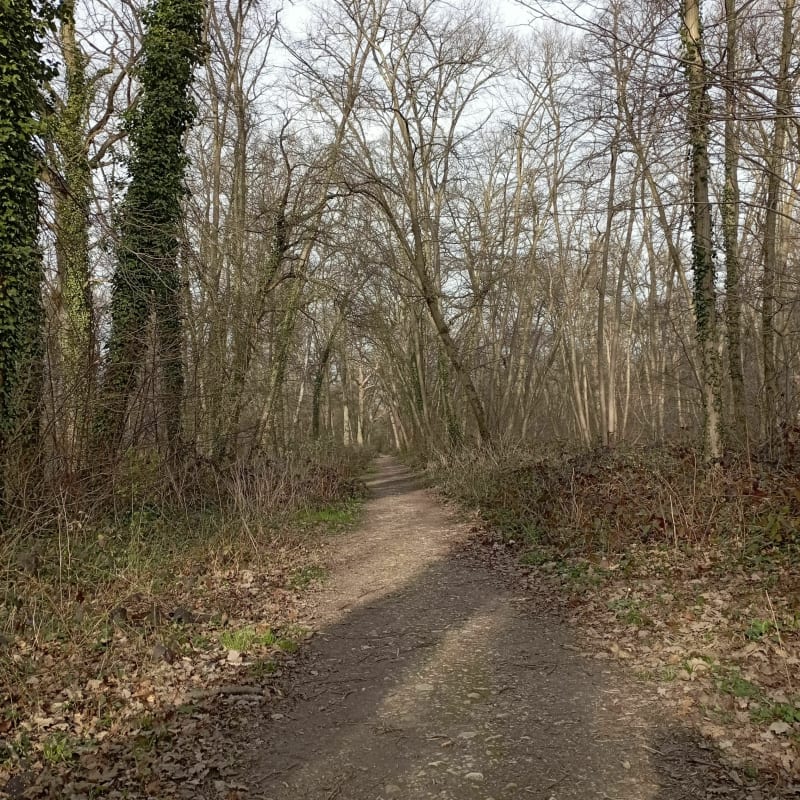Balade dans la forêt de L'Isle-Adam - L'Isle-Adam