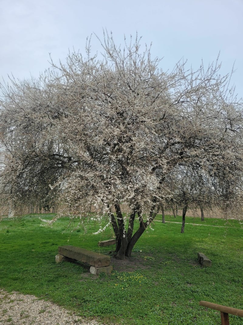 Boucle Lipsheim- Ichtratzheim-Hindisheim - Lipsheim