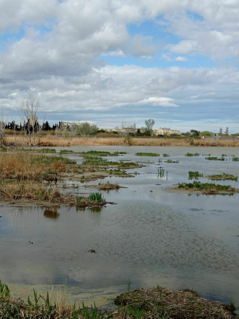 Een wandeling in het moeras van Beauchamp - Arles