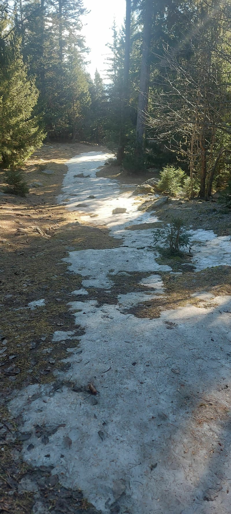 Farneils-toevluchtsoord in het staatsbos van Bolquère - Bolquère