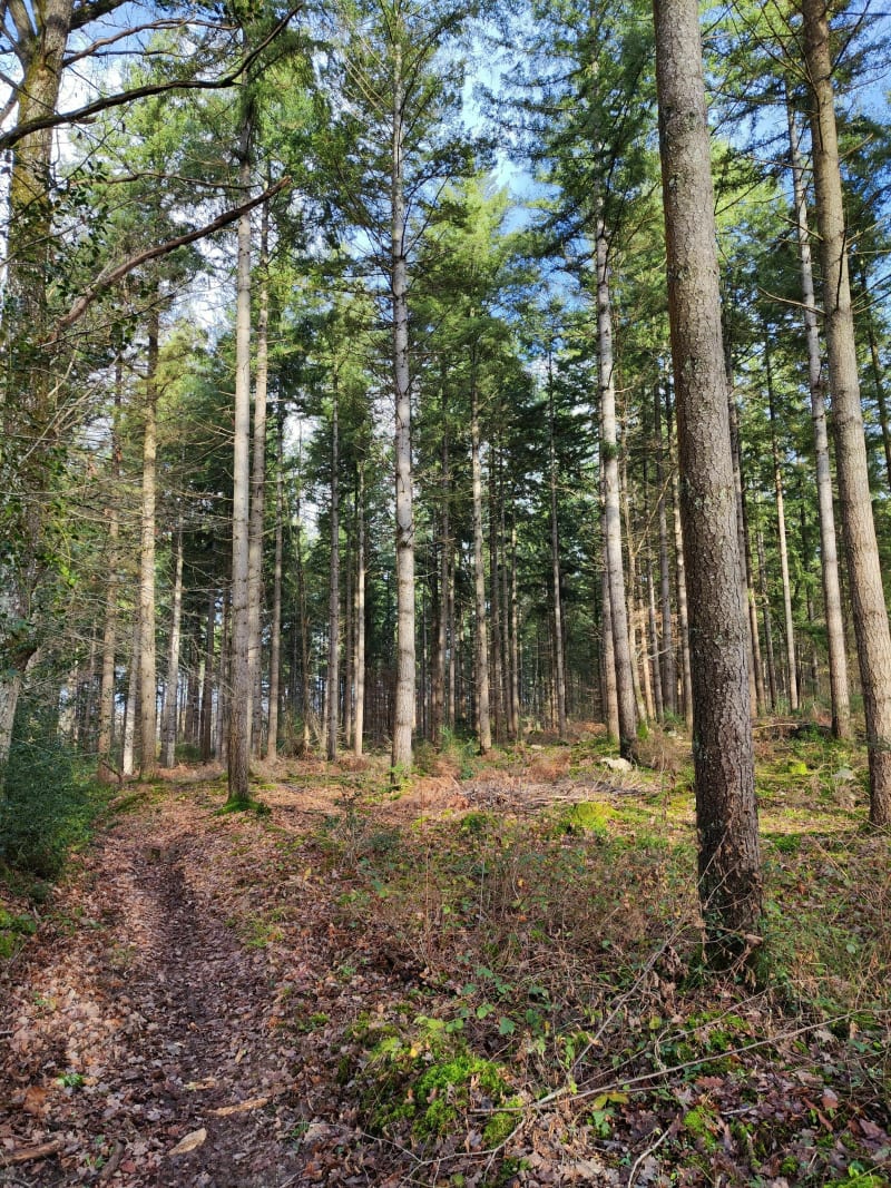 Balade en forêt à Saint-Michel-sur-Loire - Coteaux-sur-Loire