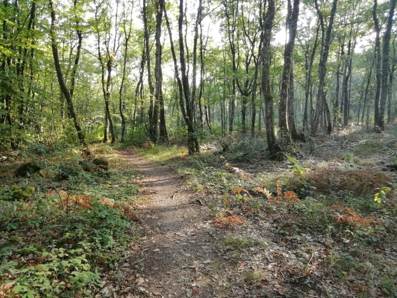 La forêt des Loges par les chemins de traverse à VTT - Saint-Priest-Sous-Aixe