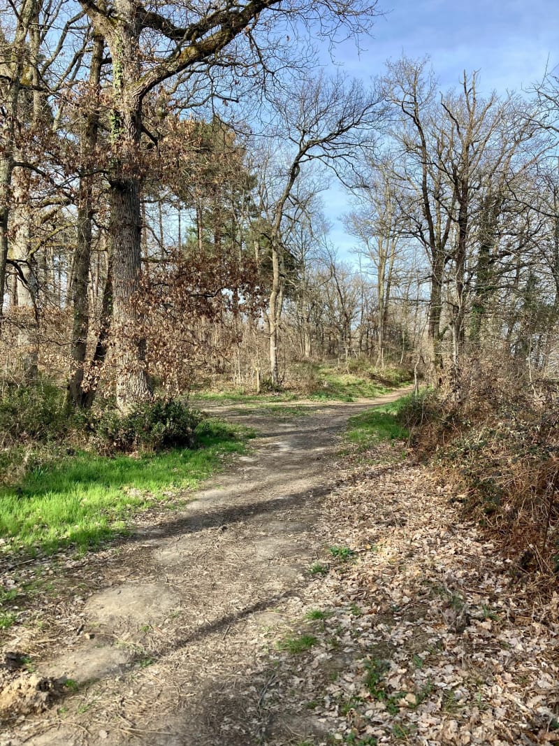La forêt de Bouconne depuis Léguevin - Léguevin