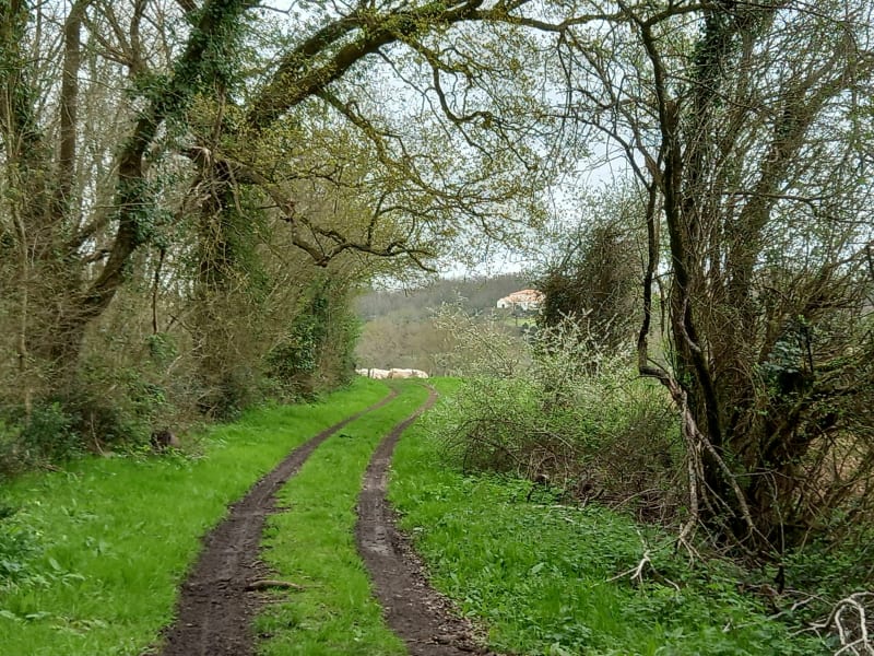 Baade à Mareuil sur Lay - Mareuil-sur-Lay-Dissais
