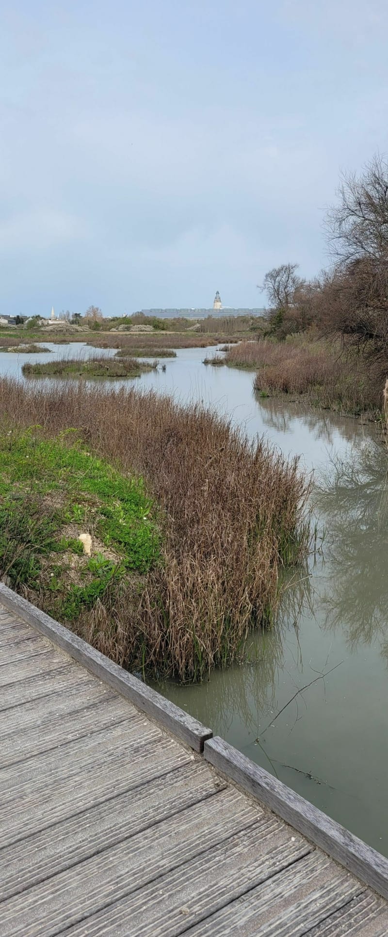 Balade au sein du marais de Tasdon - La Rochelle