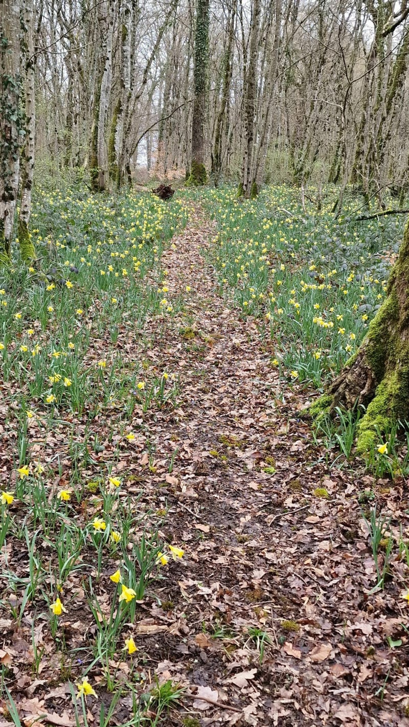 Plateau des jonquilles à Urville - Urville