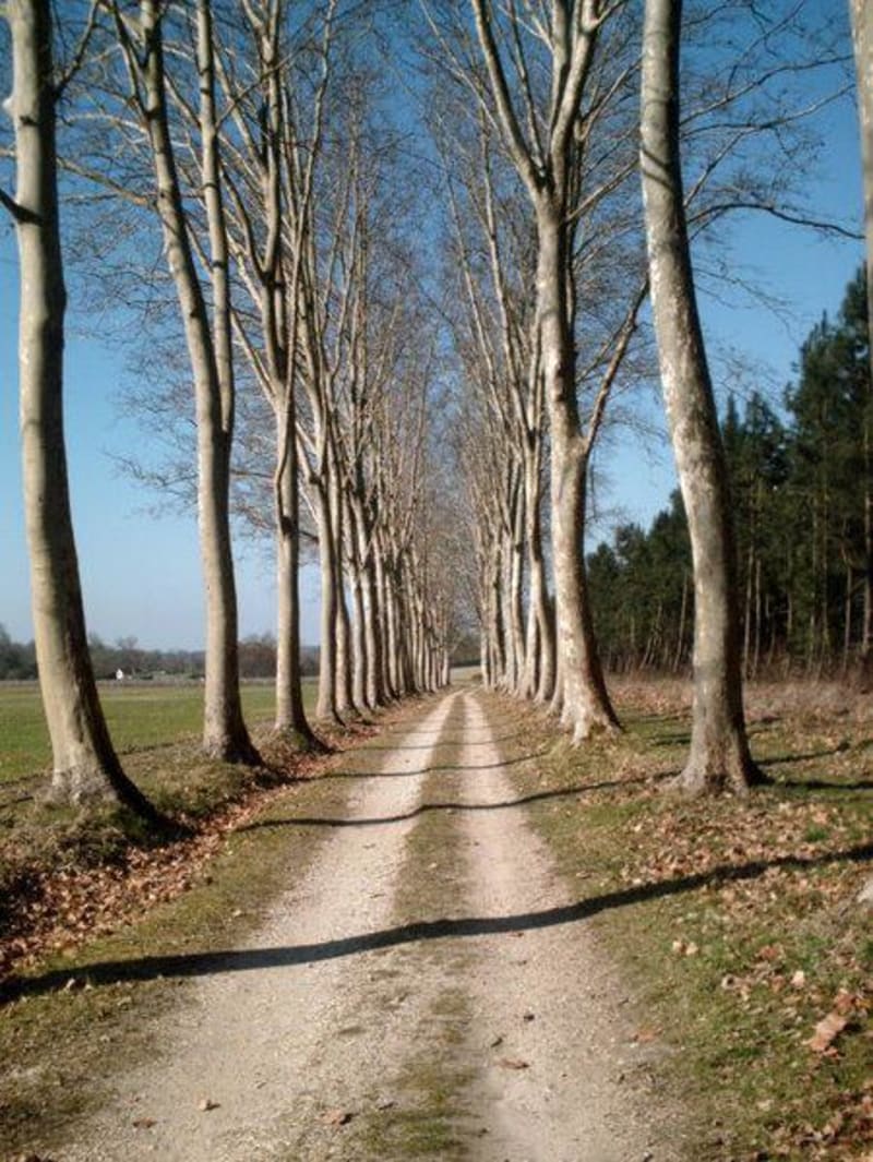 Circuit autour de Sauternes en VTT - Sauternes
