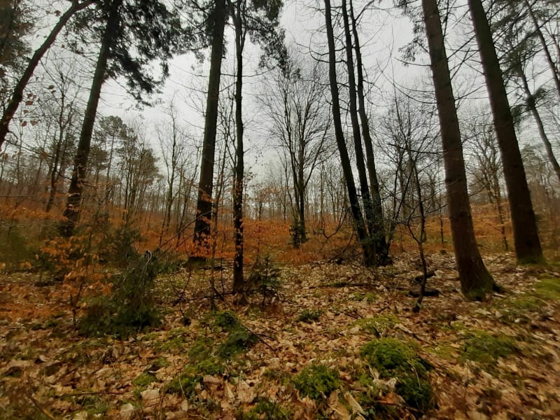 Balade dans la forêt du Gars - Hanvec