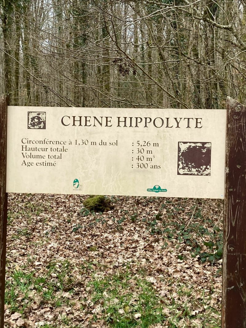 La Montjoie Bagnoles de l’Orne par le Chêne Hypolithe - Bagnoles de l'Orne Normandie