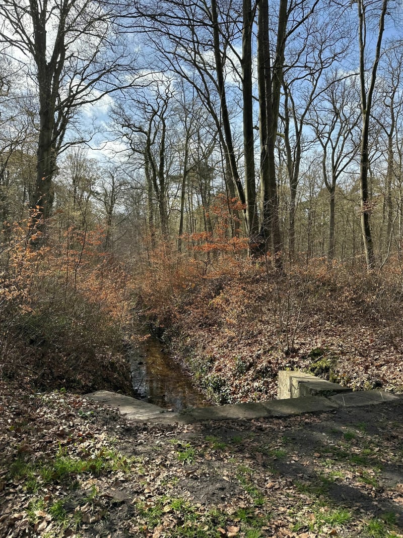 Boucle en forêt Lacroix-Saint-Ouen - La Croix-Saint-Ouen