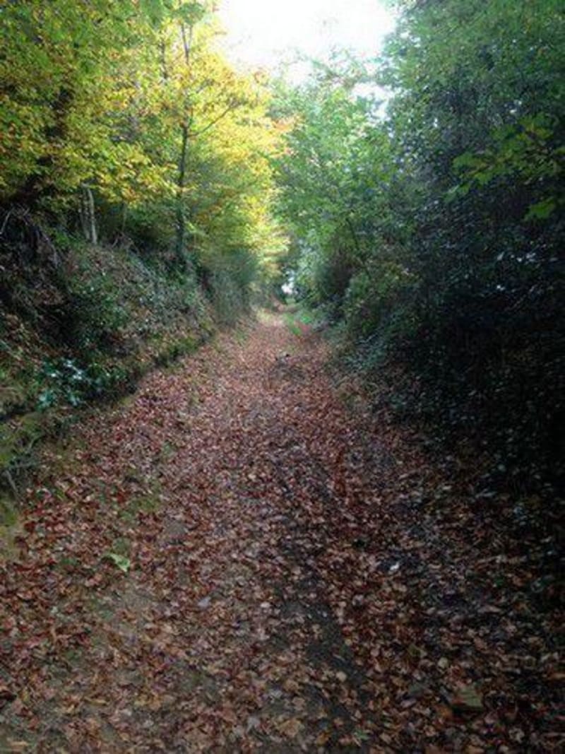 Circuit de la Vente-Roulleaux VTT - Tinchebray-Bocage