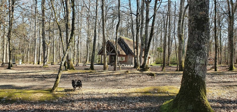 Balade matinale avec les fauves, dans la forêt de Grimbosq - Grimbosq