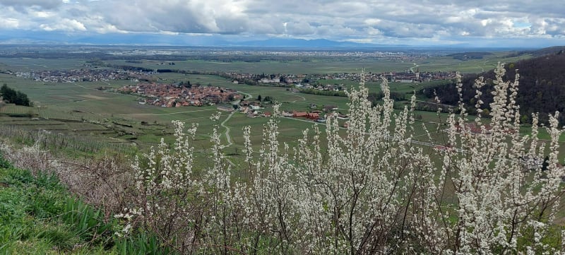 Sur les hauteurs de Kaysersberg - Kaysersberg