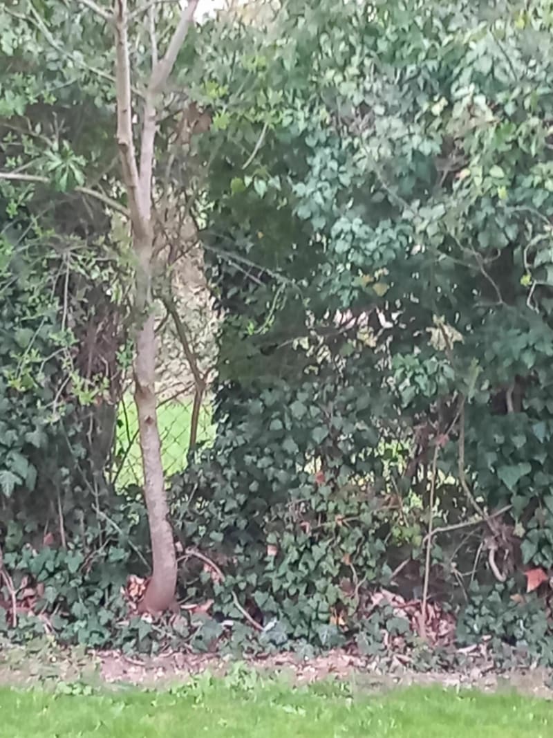 Vélo en campagne Saint Pouange - Saint-Pouange
