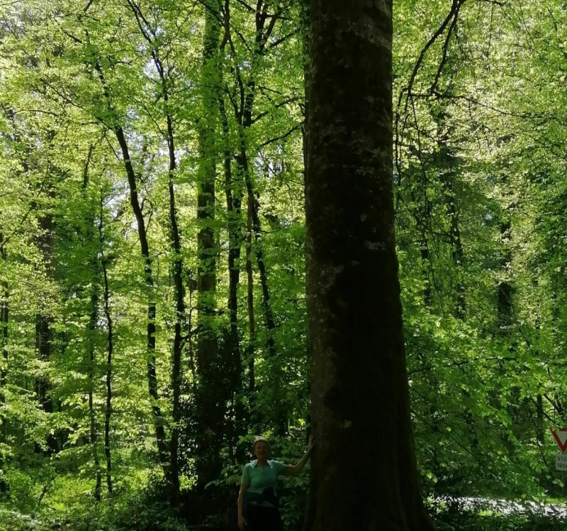 Les petits monuments de Trans la forêt - Bazouges-la-Pérouse