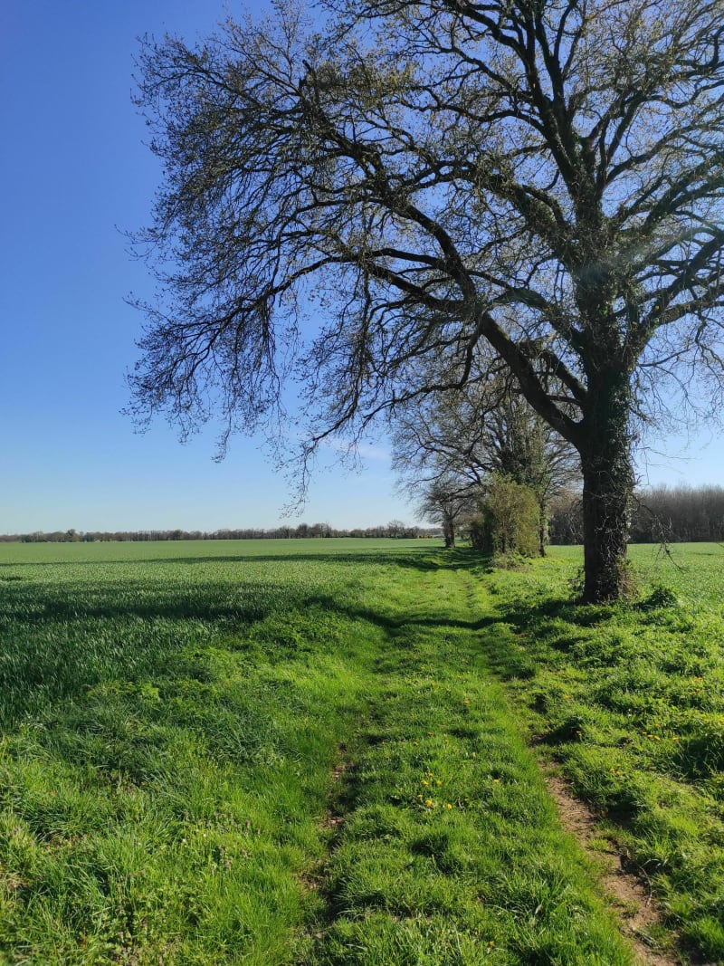 Saint Sauvant - Saint-Sauvant